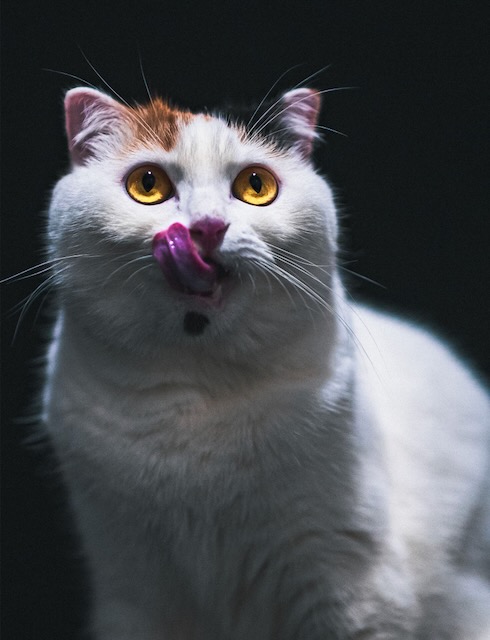 Gray cat licking its nose